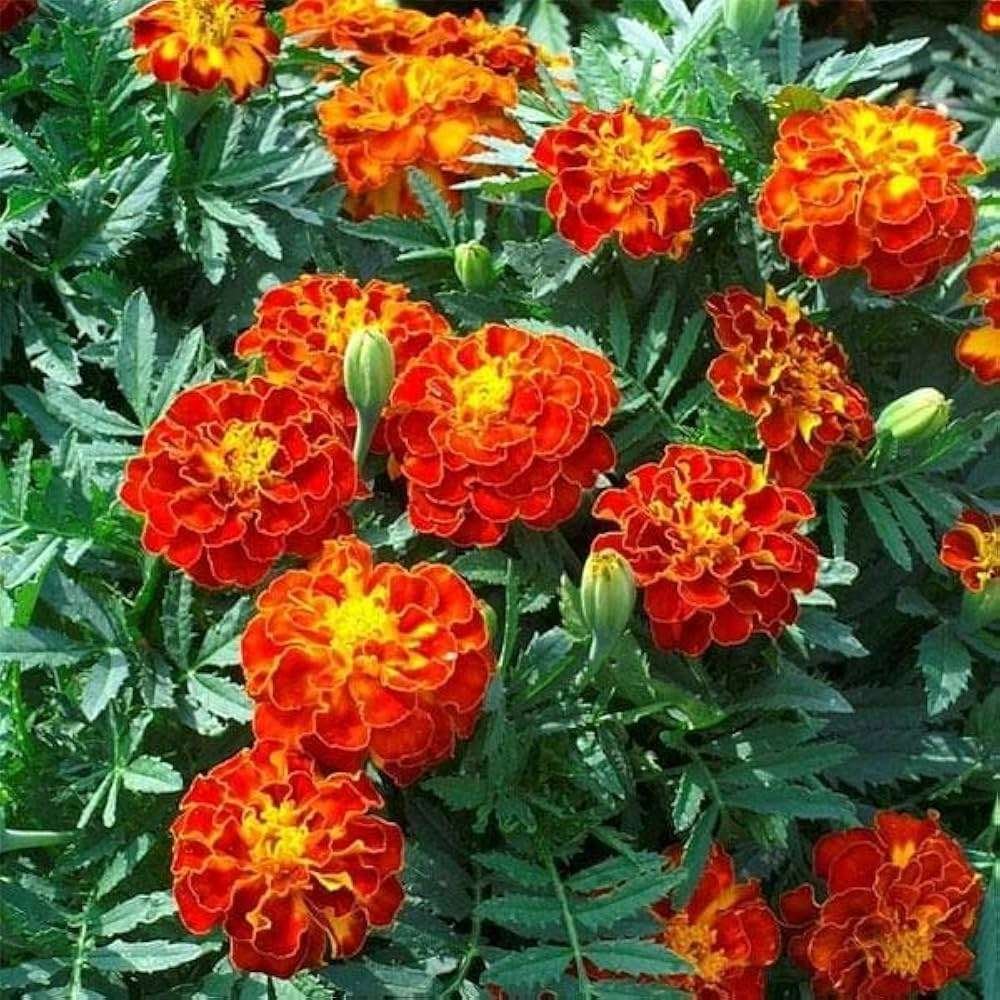 French Marigold